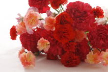 花束はだいすき